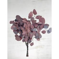 Eucaliptus Populus Preservado Rojo 40/60cm
