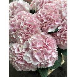 Hortensia Hol. My Pinktou 60cm 18/20 Rosa