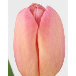 Tulipan Hol. Ace Pink 35cm Rosa