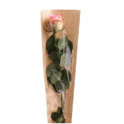 Funda Pure Basic 12x50Hcm (x50uds)