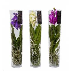 P. Vanda Hybriden +Cristal 17/70cm x3