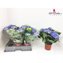P. Hortensia Early blue 15/40cm x6 5+flor.