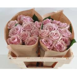 Rosa Hol. Retro Love 50cm