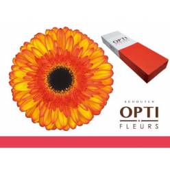 Gerbera Hol. Spotlight x25 Bic. (7 Dias - 2)