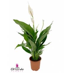 P. Spathyfilium Bingo Cupido 17/70cm x6 4-Flores