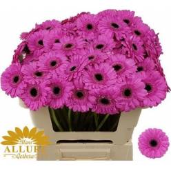 Gerbera Mini Hol. Dolcetto "T20"