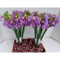 Lathyrus Wi Sunshine Lavender 35cm "T50"