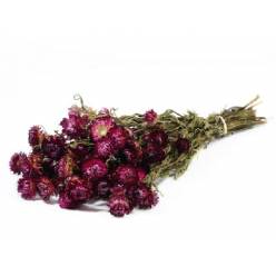 Helichrysum Seco Fucsia 45cm 100g