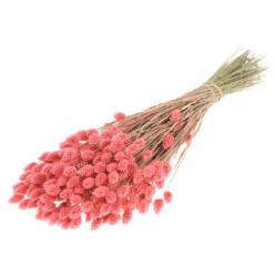 Phalaris Seco Rosa 65cm 220g