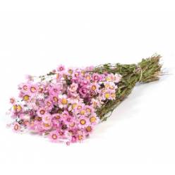 Rhodanthe Seco Rosa 45cm 50g