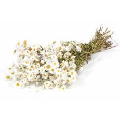 Rhodanthe Seco Blanco 50cm 50g