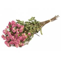 Rosa Ramificada Seca Rosa 50cm 50g