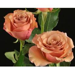 Rosa Hol. Moccachino 60cm x10