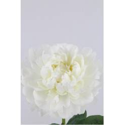 Peonia Nac. Bowl Of Cream 55cm Bl.