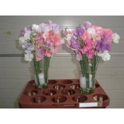 Lathyrus Odaratus Mixto 30cm "x50 tallos"
