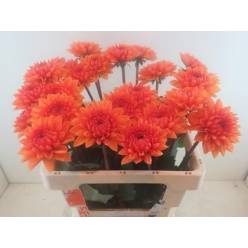 Dalia Hol. Love Of My Life 55cm "CC25"