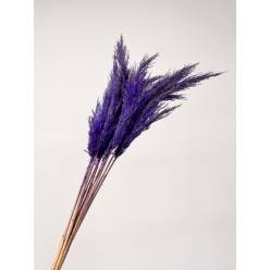 Cortaderia Hol. Overig Tintada Azul Oscuro100cm "x10 tallos"