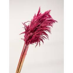 Cortaderia Hol. Overig Tintada Rosa Vintage 100cm "x10 tallos"