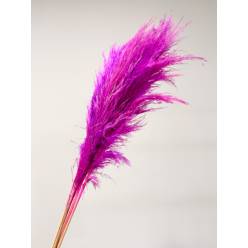 Cortaderia Hol. Tintado Lila 120cm x5