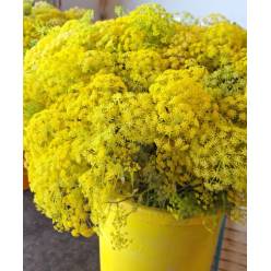Anethum Nacional 75cm (Ammis Amarillo) Paq.