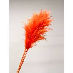 Cortaderia Hol. Tintado Naranja 120cm x5