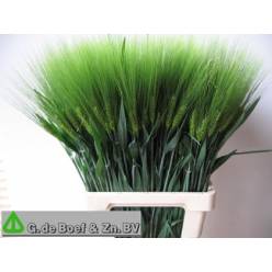 Trigo Fresco x10 tallos 70cm