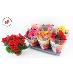 P. Begonia Elatior XXL Mixta 14/35cm"CC6"  (Pligt)