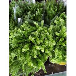 Lepidium Thalspy 70cm 40gr "T25"  "Nacional"