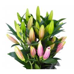 Oriental Hol. Rs. Calvados 70cm 3/4 flores