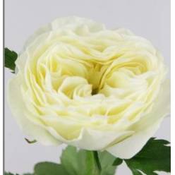 Rosa Hol. White Vuvuzela 40cm x10 Bl. (7 Dias - 2)