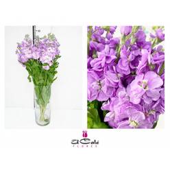 Aleli Hol. Mathilda Laven 60cm "T10"