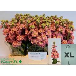 Aleli Hol. Stox Antic Ros 60cm x10