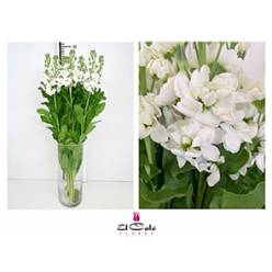 Aleli Hol. Aida White 60cm "T10"