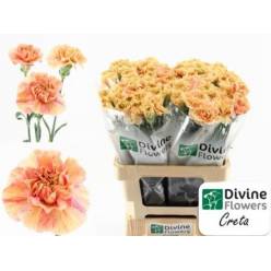 Clavel Hol. 65cm Creta