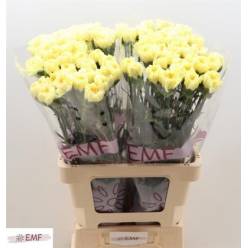Clavel Hol. 65cm Kiro Am.