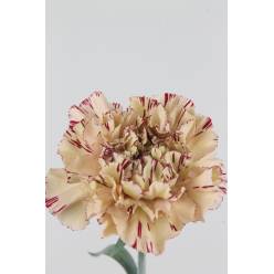 Clavel Hol. 70cm Viper Bic.