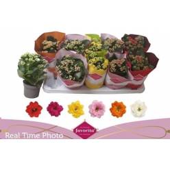 P. Kalanchoe Ge Perf Mixto 6KL 10.5/24cm "CC10"