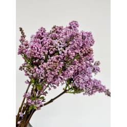 Lilas Dark Koster 40cm 4bl Mal.