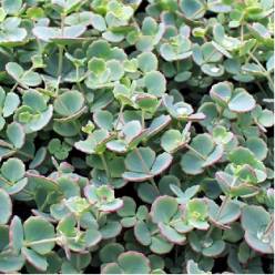 P. Sedum Sieboldii 8.5/12cm x14cm (precio 12 unid)