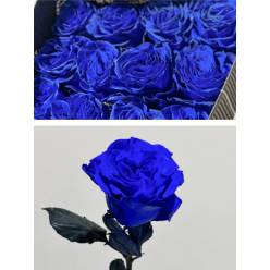 Rosa  Ecu. Tintada Mondial Azul 50cm