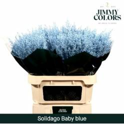 Solidago Pintado Turquesa 70cm 30gr "T25"