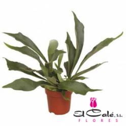 P. Platyc Bifurcatum Netherlands 12/35cm x8