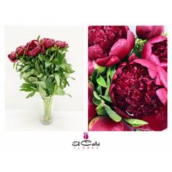 Peonia Hol. Red Charm 55cm x5 tall. "AAA"