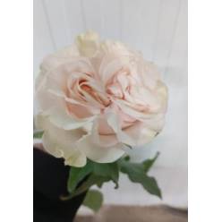Rosa Ecu. Cotton Xpression 60cm Bl.