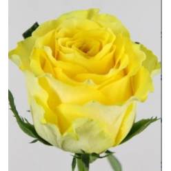 Rosa Hol. Golden Smile 70cm x10 Am.