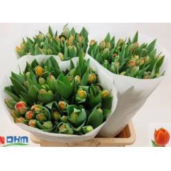 Tulipan Hol. Queensday 50cm Nar.