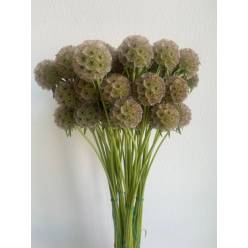 Scabiosa Stellata Italia 60cm x10 tallos