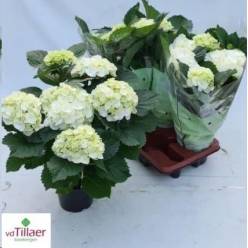 P. Hortensia M Sax Winterb  14/40cm  x4   7-Flores