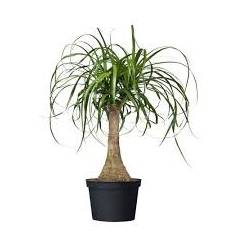 P. Beaucarnea Recur 19/60cm x3