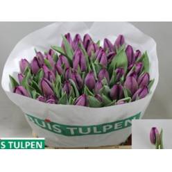 Tulipan Hol. Scamper 40cm Mor.